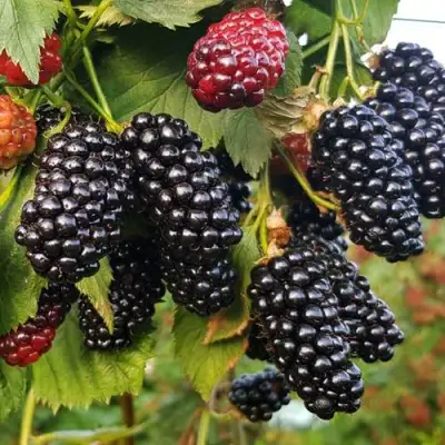 Ежевика НАТЧЕЗ бесшипная  в Речице