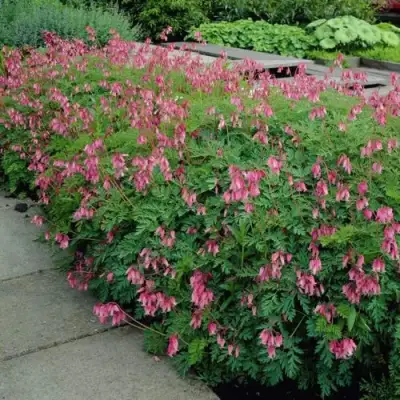 Дицентра изящная в Речице