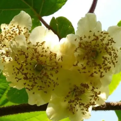 Актинидия АТЛАС (МУЖСКОЙ) киви в Речице