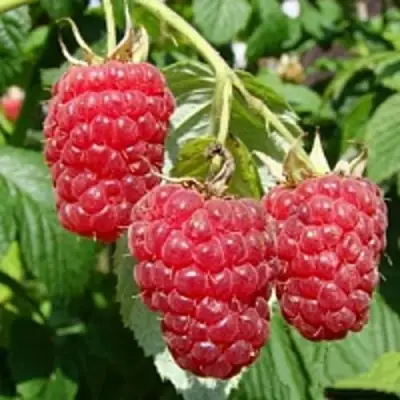 Малиновое дерево ТАРУСА в Речице