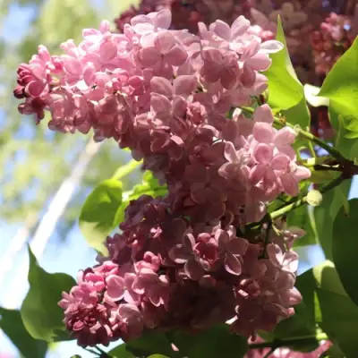 Сирень МЕДОВЫЙ СПАС в Речице