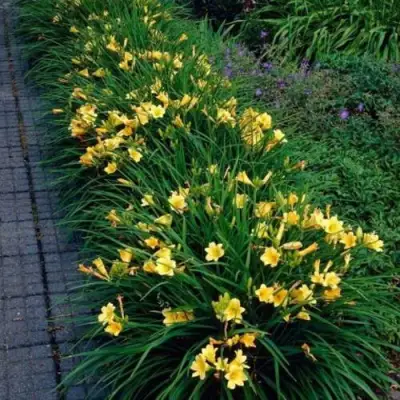 Лилейник СТЕЛЛА ДЕ ОРО гибридный в Речице