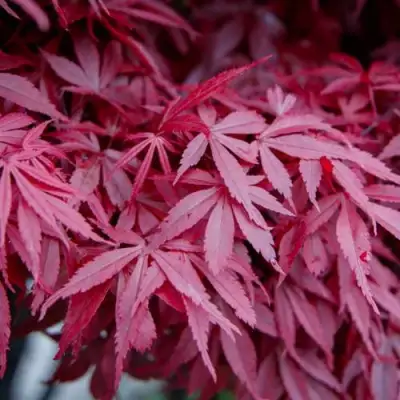 Клен дланевидный АТРОПУРПУРЕУМ в Речице