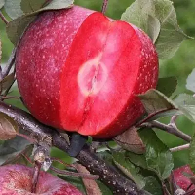 Яблоня РЕД КЕТТИ в Речице