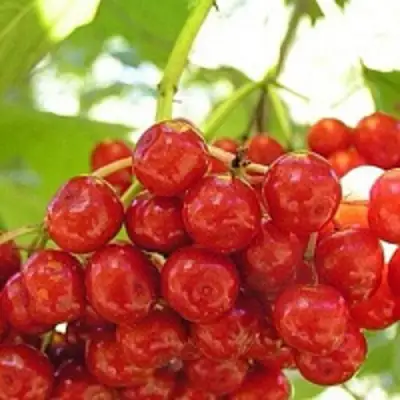 Калина КИЕВСКАЯ САДОВАЯ в Речице