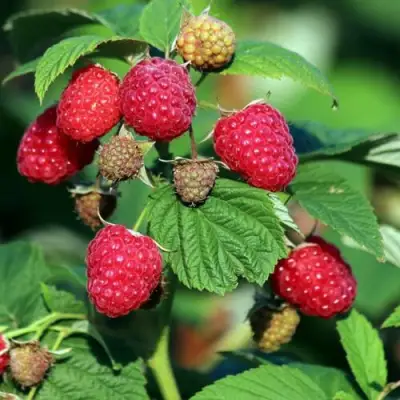 Малиновое дерево СКАЗКА в Речице