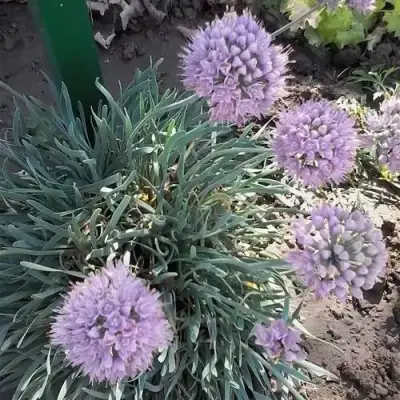 Лук СПИРАЛИС горный в Речице