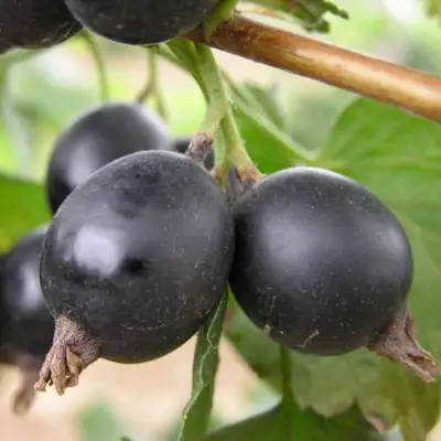 ЙОШТА в Речице