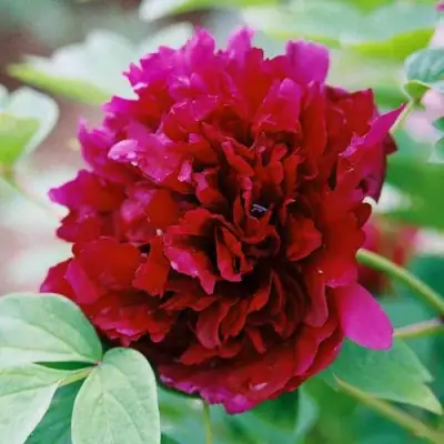 Пион ГАЛАКТИКА травянистый в Речице