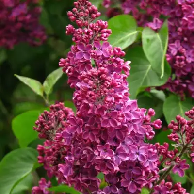 Сирень ЗНАМЯ ЛЕНИНА в Речице