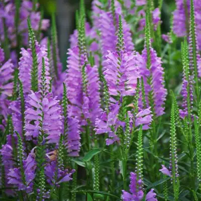 Физостегия РОЗЕЯ виргинская в Речице