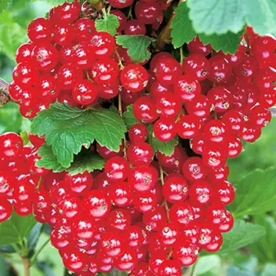 Смородина красная РУДНЕУС в Речице