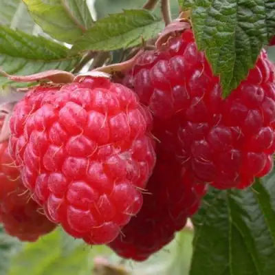 Малина ПИНГВИН в Речице