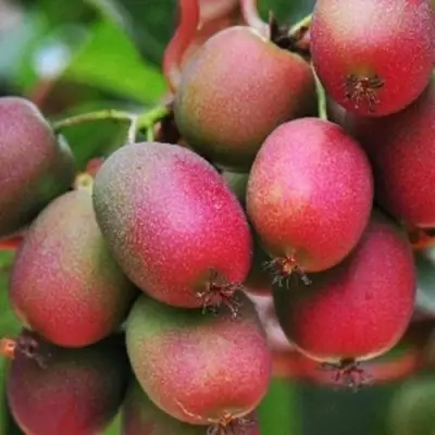 Актинидия ВЕЙКИ аргута в Речице