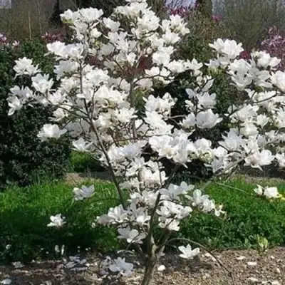 Магнолия АЛЬБА СУПЕРБА в Речице