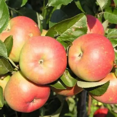 Яблоня РЕДКРАФТ в Речице