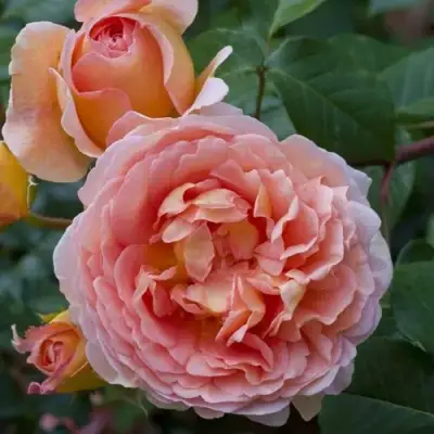 Роза АБРАХАМ ДЕРБИ английская в Речице