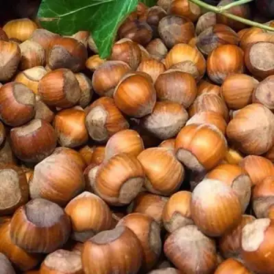 Фундук ТОНДА ДЖИФФОНИ в Речице