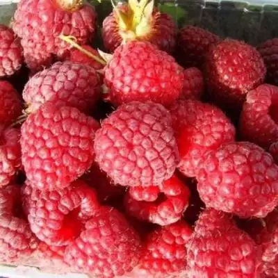 Малина ПОЛЕСЬЕ в Речице