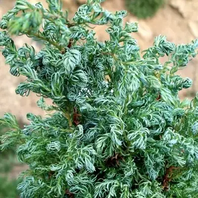 Кипарисовик БЕБИ БЛЮ горохоплодный в Речице