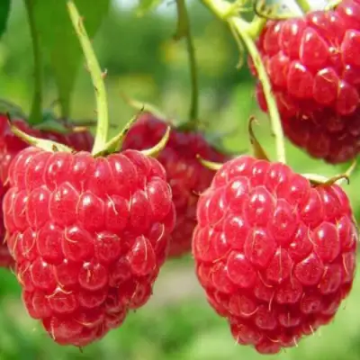 Малина ПИНГВИН в Речице