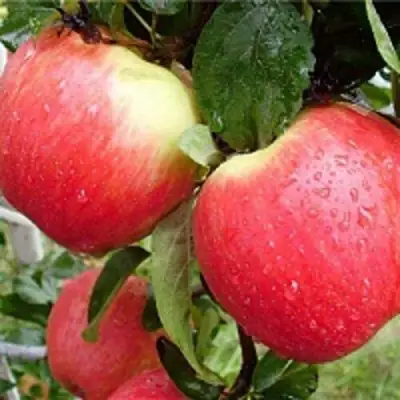 Яблоня ЖЕНЕВА (ЖЕНЕВА ЭРЛИ) в Речице