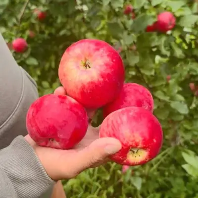 Яблоня АКСЕНА в Речице