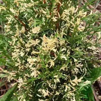 Туя БРАБАНТ ВАРИЕГАТТА западная в Речице