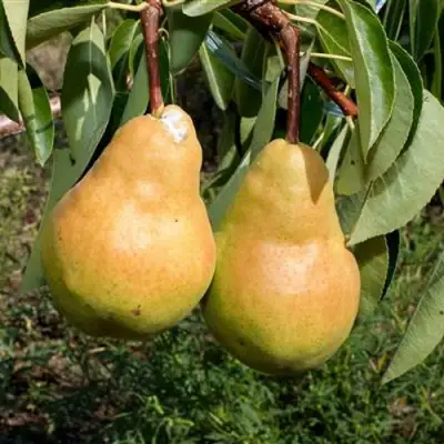 Груша ДЮШЕС ЛЕТНИЙ в Речице