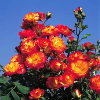 Роза ТАЙФУН спрей в Речице