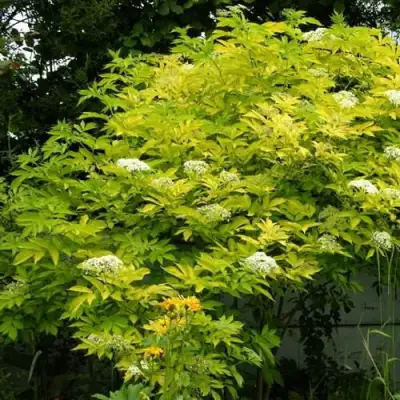 Бузина черная АУРЕА в Речице