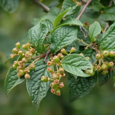 Кизильник пузырчатый в Речице
