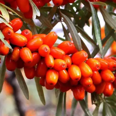 Облепиха ДЖЕМОВАЯ в Речице