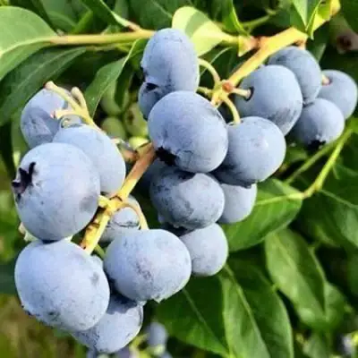 Голубика БЛЮДЖЕЙ в Речице