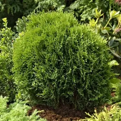 Туя ТИНИ ТИМ западная в Речице