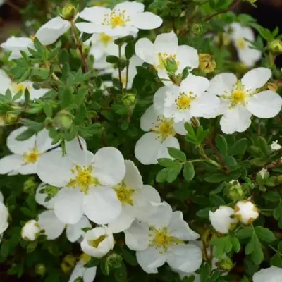 Лапчатка АББОТСВУД кустарниковая в Речице