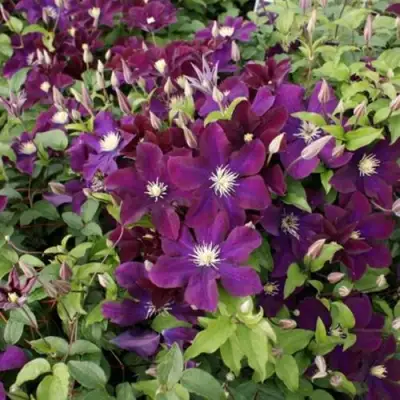 Клематис ГЕРОИ ВАРШАВЫ в Речице