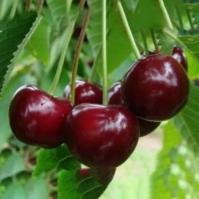 Вишня ЖАДАНА в Речице