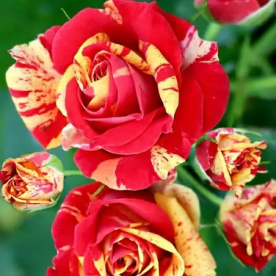 Роза ФАЙЕР ФЛЕШ спрей в Речице