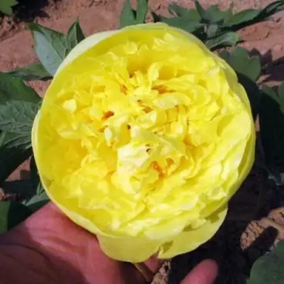 Пион ЗОЛОТО ПОДНЕБЕСНОЙ древовидный в Речице