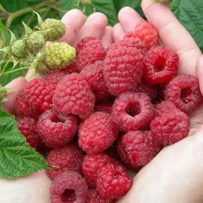 Малина МОЛЛИНГ ДЖУНО в Речице