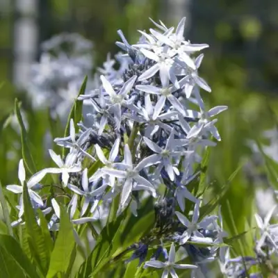 Амсония ТАБЕРНЕМОНТАНА в Речице