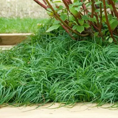 Осока БИТЛЗ в Речице