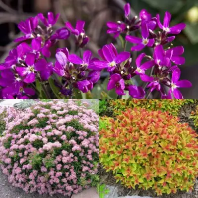 Комплект ЯПОНСКИЙ САД в Речице