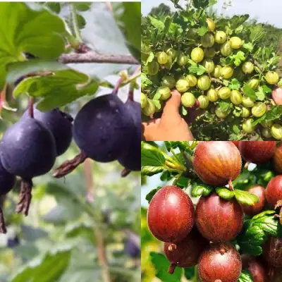 Комплект КРЫЖОВНИК MIX в Речице