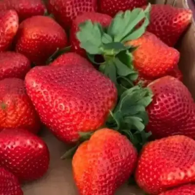 Клубника МОНТЕРЕЙ ремонтантная в Речице