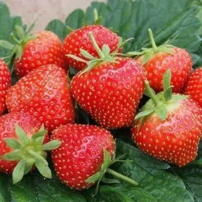 Клубника ЭЛЬСАНТА в Речице