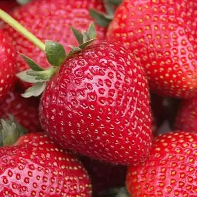 Клубника СЕЛЬВА ремонтантная в Речице