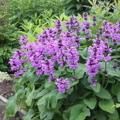 Буквица крупноцветковая в Речице