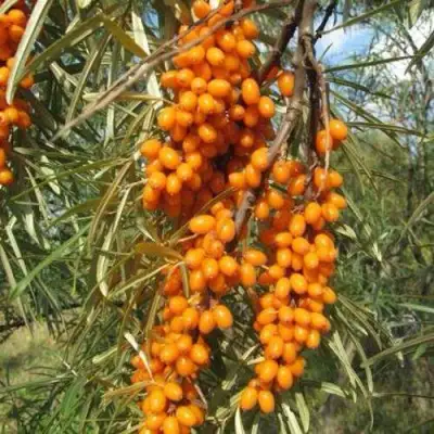 Облепиха НИВЕЛЕНА в Речице